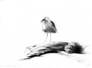 Kalifornische Möwe, 2012 (Kohle auf Papier) von Nancy Moniz Charalambous